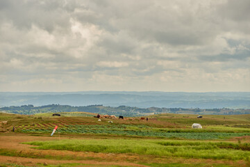 Meghalaya landscape with cows and clouds
