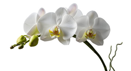 White Orchid Phalaenopsis Flowers and Buds on White Background