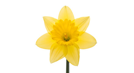 Yellow Daffodil Flower on White Background 22edde9de8159a782664a42bd3c0baffdr