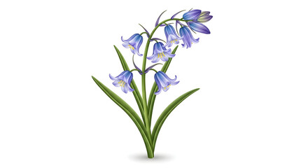 Cluster of Bluebell Flowers with Green Leaves on White Background