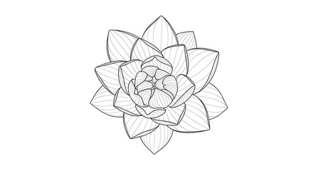 Detailed Line Art of a Succulent Plant outline drawing