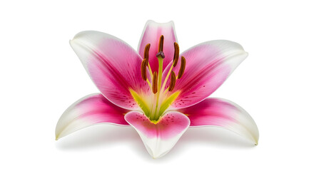 Pink and white lily flower isolated on white petals