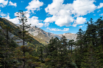 High mountain forest scenery in the Qinghai Tibet Plateau region