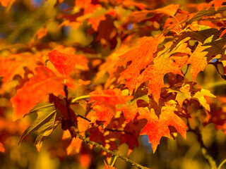 autumn leaves on the tree