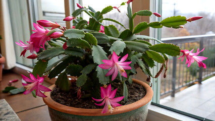 Christmas Cactus Like its relatives, Christmas cactus is a lovely, arching plant with no spikes