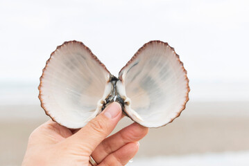 Large rough cockle shells still attached to each other