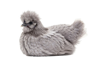 Silkie chicken PNG isolated, fluffy gray hen with soft feathers on transparent background, domestic fowl for poultry farming and pet concepts