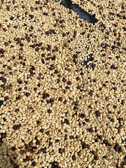 Freshly harvested coffee beans background, mix of pale and dark beans spread on mesh trays in Panama, view from above.