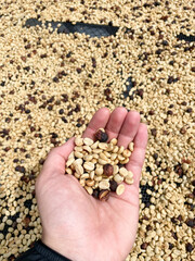 hand holding drying coffee beans in Chiriquí, Panama, closeup. Texture and natural tones of the beans spread for processing.