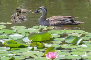 Obraz premium Spot-billed Duck Mother and Ducklings Swimming Among Water Lilies