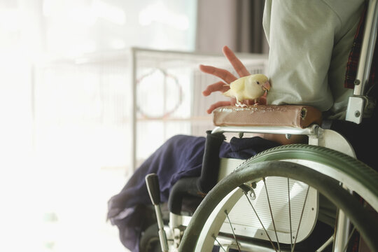 A person with disability in wheelchair lonely in the house with the little yellow lovebird, Concept of gentleness and love, mental rehabilitation using pet therapy and friendship, bosom friend.