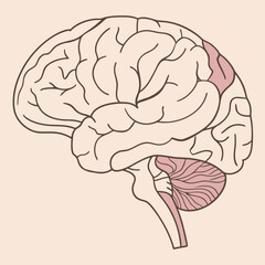 A simplified sagittal (side) illustration of the human brain showing three colored regions: the folded upper cerebrum with gyri and sulci, the striped cerebellum at the lower rear.