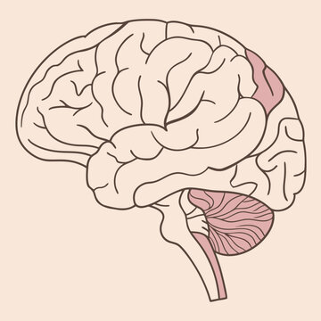 A simplified sagittal (side) illustration of the human brain showing three colored regions: the folded upper cerebrum with gyri and sulci, the striped cerebellum at the lower rear.