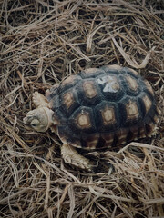 Tortoise rests calmly on dry straw bedding.