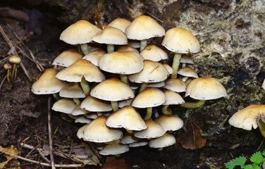 Gruppe von Hallimasch Pilzen im Wald.