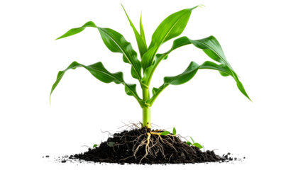 Isolated corn stalk, green leaves, emerging from soil, root system visible, on black
