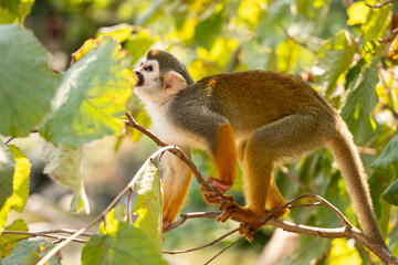 Singe Saïmiri Planète sauvage France
