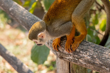 Singe Saïmiri Planète sauvage France
