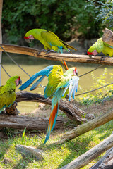 Oiseaux Aras Plan&egrave;te sauvage France