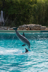 Spectacle de dauphin Plan&egrave;te Sauvage France