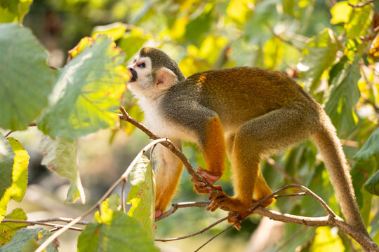 Singe Sa&iuml;miri Plan&egrave;te sauvage France