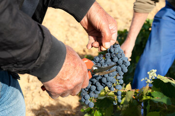 farmers picking grapes in vineyards during the vintage time