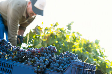 farmers picking grapes in vineyards during the vintage time