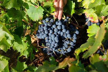 farmers picking grapes in vineyards during the vintage time