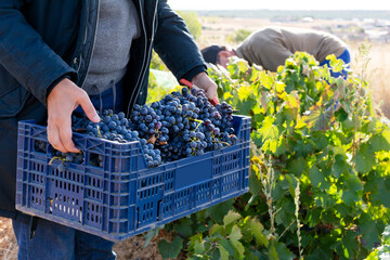 farmers picking grapes in vineyards during the vintage time