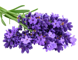 A cluster of vibrant purple lavender blossoms with green stems isolated against a black background, close-up
