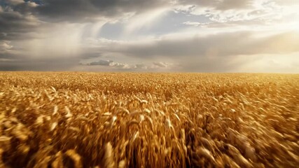 Vast field of golden wheat swaying in the breeze under a dramatic sky with dark storm clouds and patches of sunlight - Powered by Adobe