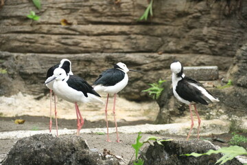 A group of elegant black-winged stilts stands together on sandy ground with a rocky background. Their long pink legs and striking black-and-white plumage create a graceful contrast against the earthy 