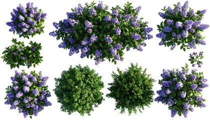 Top-down view of various lilac bushes (1)