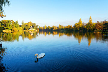 Fototapeta premium Swan in the Daumesnil lake. 12th arrondissement of Paris city 