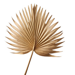 Dried brown palm leaf isolated on transparent background