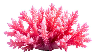 Vibrant, detailed close-up of a coral reef formation, brightly colored against a black background