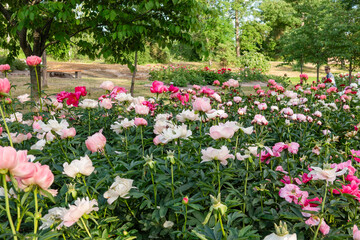 peony park