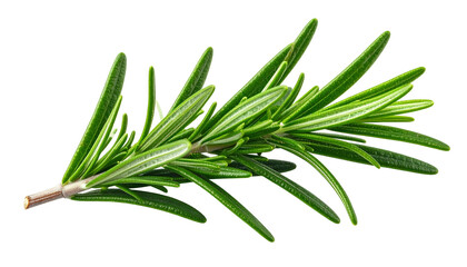 Fototapeta premium Close-up shot of a sprig of fresh, vibrant green rosemary with needle-like leaves against black