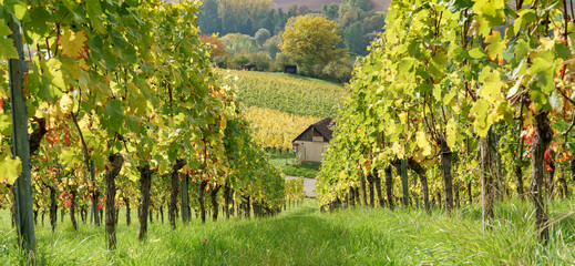 Bunter Herbst im Weinberg
