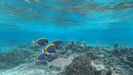 Luxury resort photo of Maldives tropical 
paradise islands with exotic fish under wave of 
clear water on seabed 
azure Indian Ocean with coral reef.