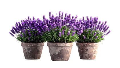 Three potted lavender plants with vibrant purple blooms and green foliage, set against black