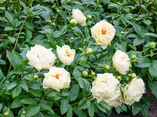 peony park