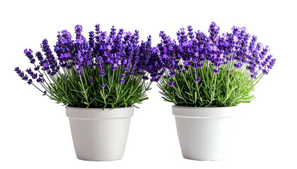 Obraz premium Two potted lavender plants, vibrant purple flowers against a black background