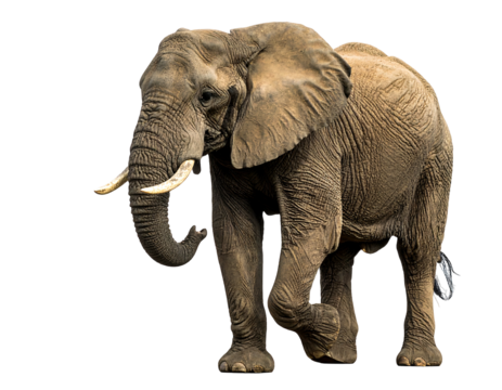 A mature African elephant walks across an isolated black background, facing towards its right side