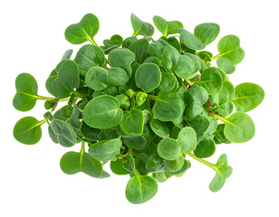 Close-up aerial view of healthy green microgreens with small, rounded leaves against a plain dark background