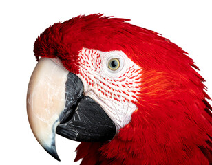Close-up of a scarlet macaw head showing brilliant red feathers, pale face and beak against a solid black background