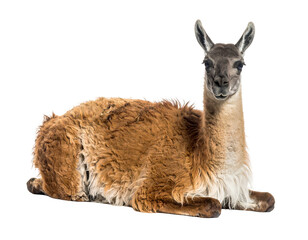 A tan guanaco with a gray face lies down against a black background, looking directly at the viewer