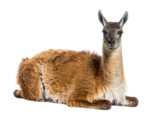 A tan guanaco with a gray face lies down against a black background, looking directly at the viewer