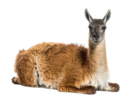 A tan guanaco with a gray face lies down against a black background, looking directly at the viewer