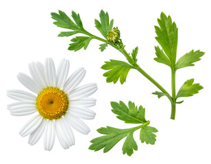 Close-up shows a daisy with white petals and yellow center, along with green stem and leaves on a black backdrop